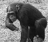 SEE: Chimps fish termites with their left hand SEE: Chimps fish termites with their left hand